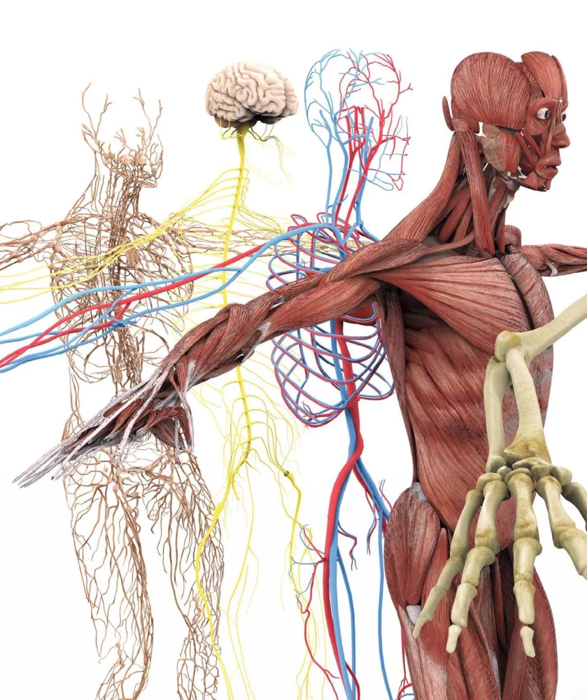 Anatomia człowieka. Wizualny przewodnik po wszystkich systemach organizmu: norma i patologie